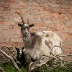The Old Irish Goats Society