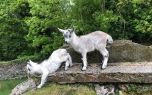 Irish goats